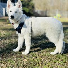 Berger Blanc Suisse Puppies from Wynter Spirit Kennels