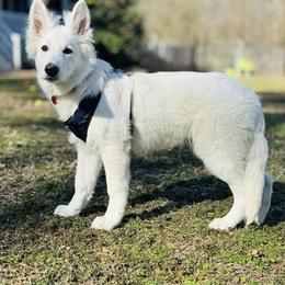 Berger Blanc Suisse Puppies from Wynter Spirit Kennels