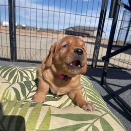 Luna - Dark golden female Golden Retriever puppy in Wellington, Colorado from High Country Golden Retrievers