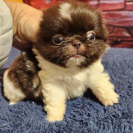 Pekingese, Poodle, and Shih Tzu Puppies from Happy puppies