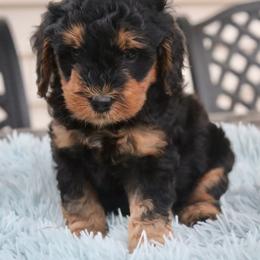 Bernedoodle Puppies from Fields Family Farm
