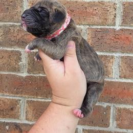 Umbridge - Brindle female Great Dane puppy in Arlington, Texas from Scoober Danes