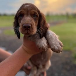 Boy 2 - Liver white and tan male English Springer Spaniel puppy in Fort Meade, Florida from Lake in the Hills Springers