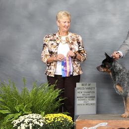 Australian Cattle Dogs from Rockin C Heelers