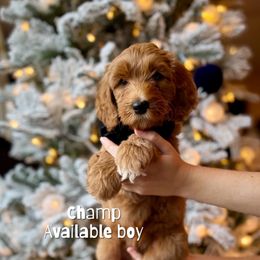 Champ - Red  male Goldendoodle puppy in Orangevale, California from Ugly Dad Doodles