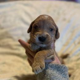 Kanga - Apricot female Goldendoodle puppy in Jacksonville, Florida from Dandelion Doodles