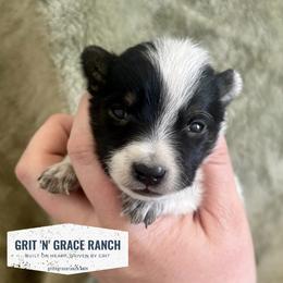 Australian Cattle Dog Puppies from Grit ‘n’ Grace Ranch