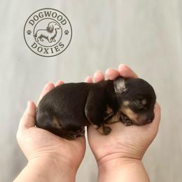 Waffle - Black and cream male Dachshund puppy in Monroe, North Carolina from Dogwood Doxies