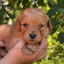 Barney - Apricot male Goldendoodle puppy in Lancaster, Minnesota from North Star Dog Training
