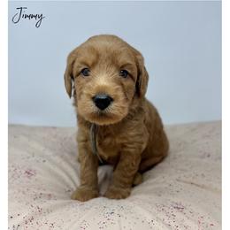 Jimmy - Apricot male Australian Labradoodle puppy in Sacramento, California from Little Farmstead Labradoodles