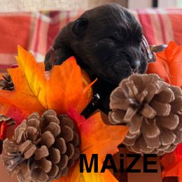 Maize - Brindle male Boxer puppy in Catawba, South Carolina from Happy Go Boxers