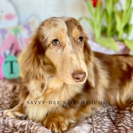 Bliss - Dachshund