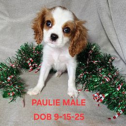 AKC BLENHEIM - Blenheim male Cavalier King Charles Spaniel puppy in Joplin, Missouri, Missouri from HOL-A-DA CAVALIERS