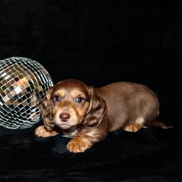 Ridge - Chocolate and tan male Dachshund puppy in Coldwater, Mississippi from Mississippi Shorties Miniature Dachshunds