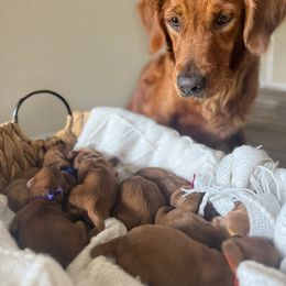 Golden Retriever Puppies from Pawmetto Goldens