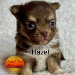 Chihuahua Puppies from Sunset Eves Chihuahuas