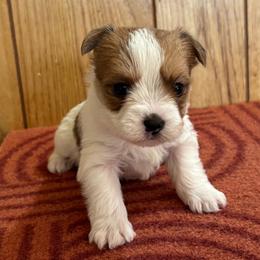 Boy 2 - Parti male Yorkshire Terrier puppy in Bear Creek, North Carolina from Yorkie Time