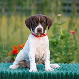 Jetty - Liver and white male German Shorthaired Pointer puppy in Chocowinity, North Carolina from Foxtail Hollow