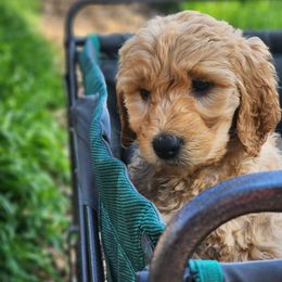 Goldendoodle Puppies from Doodle Love 559