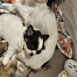 Chihuahua Puppies from Pretty Little Chis