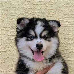 Falcon-1900 - Black and white male Pomsky puppy in Spring Hill, Florida from www.PuppyTimeEmporium.com