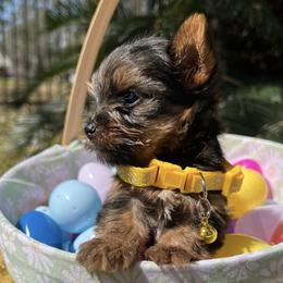 Rosie - Black and gold female Yorkshire Terrier puppy in Houston, Texas from York-Chi House