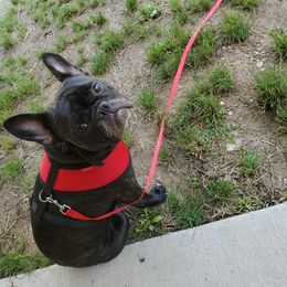 Olive - French Bulldog