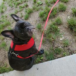 Olive - French Bulldog