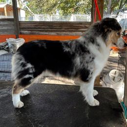 Dancer - Miniature American Shepherd