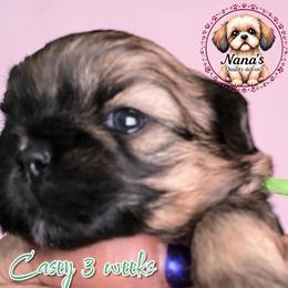 Casey - Red female Shih Tzu puppy in Sacramento, California from NANA’S  QUALITY SHIH TZU'S