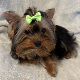 Joshua - Blue and gold male Yorkshire Terrier puppy in Portland, Oregon from Bohemian Beauty Yorkshire Terrier