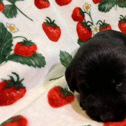 Giant Schnauzer Puppies from Toledo Bend Giants Vom Zitronen