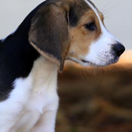 American Foxhound and American Staffordshire Terrier Puppies from Whitlow Kennel