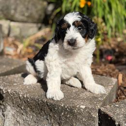 Bingo - Black tri-color male Aussiedoodle puppy in Henry, Illinois from Rowe Farms Doodles