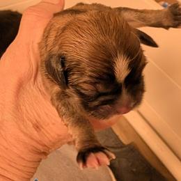 Marcus - Grizzle male Lhasa Apso puppy in Fort Worth, Texas from Cynthia's Lhasa Apsos