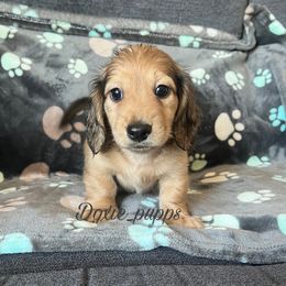 Duncan - Cream Dachshund puppy in Perris, California from Doxie_pupps