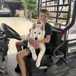 Berger Blanc Suisse and German Shepherd Puppies from Scenic Creek German Shepherds and White Swiss Shepherds