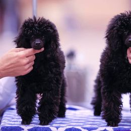 Poodle Puppies from Kalein Show Dogs