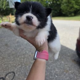 Jessie - Black parti female Pomeranian puppy in Chattanooga, Tennessee from Valley Poms