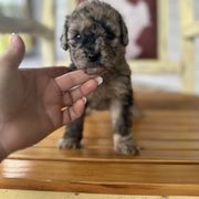 Orange - Merle female Whoodle puppy in Youngstown, Florida from Wonderland’s Boujie Kennels