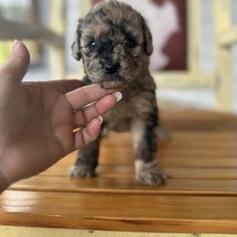Orange - Merle female Whoodle puppy in Youngstown, Florida from Wonderland’s Boujie Kennels