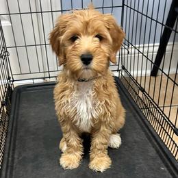 Gray Girl - Red  female Goldendoodle puppy in Richmond, Kentucky from The Doting Doodle