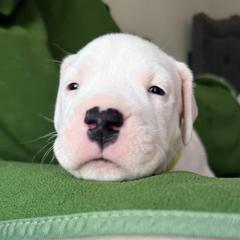 Green - White male Dogo Argentino puppy in Bayview, Texas from Casa de la Bahia