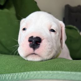 Green - White male Dogo Argentino puppy in Bayview, Texas from Casa de la Bahia