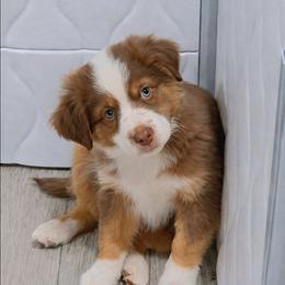 Jolly - Red tri male Toy Australian Shepherd puppy in Bethany, Oklahoma from Donna's Toy & Mini Aussies