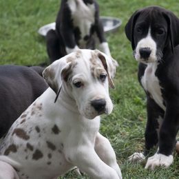 Great Dane Puppies from Cook’s Gentle Giants