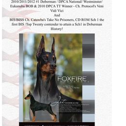 Doberman Pinscher Puppies from Ocean’s Breeze Doberman Pinschers