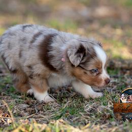Miniature American Shepherd, Miniature Australian Shepherd, and Toy Australian Shepherd Puppies from Best Little Aussies