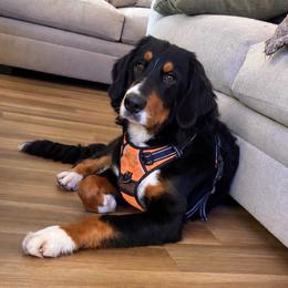 Clark - Black rust and white male Bernese Mountain Dog puppy in Union Grove, North Carolina from Grove Farm