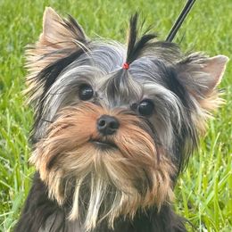 Matteo - Blue and gold male Yorkshire Terrier puppy in Lake Mary, Florida from Cannon Yorkies